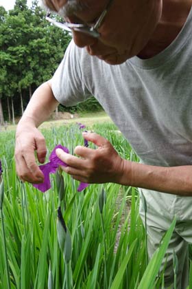 1番花が咲き、その下に2番花のつぼみが膨らむ