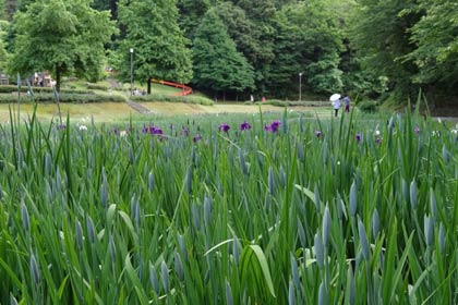 ハナショウブはまだ咲き始め