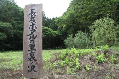 29日の第11回親子ホタル観賞会でホタルを観賞するホタルの生育地、裏ノ沢