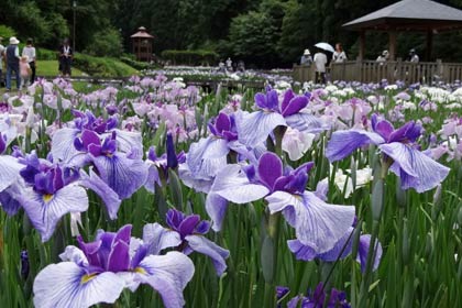 「花菖蒲まつり」が開かれているしらさぎ森林公園で「花菖蒲満開イベント」