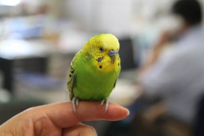 つばめ福祉会に迷い込んだセキセイインコ