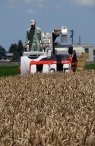燕三条イタリア野菜研究会の内山会長が初めて小麦を収穫