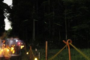 29日夜、道の駅国上ふれあいパーク久賀美が行った第11回親子ホタル観賞会、中央を横に伸びる緑の光跡がホタル