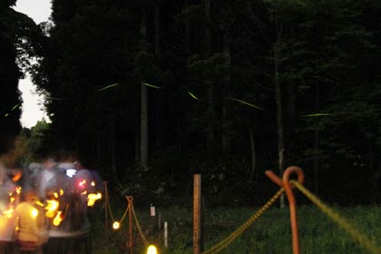 29日夜、道の駅国上ふれあいパーク久賀美が行った第11回親子ホタル観賞会、中央を横に伸びる緑の光跡がホタル