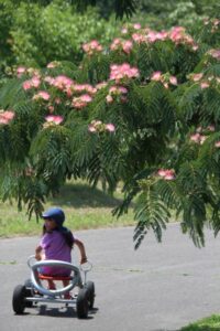 道の駅国上ふれあいパーク久賀美の国上健康の森公園で咲いているネムノキの花