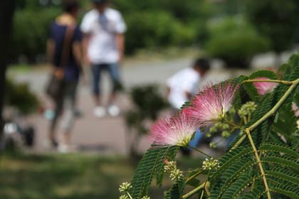 道の駅国上ふれあいパーク久賀美の国上健康の森公園で咲いているネムノキの花