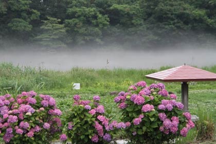 燕市大曲河川公園の向こうの川の上に霧