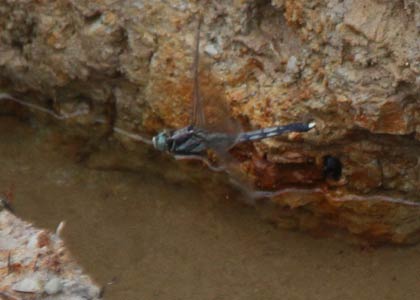 力ノ尾南遺跡の発掘調査で見たシオカラトンボ、水面にしっぽをちょんちょんとつけて産卵していたようだ