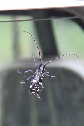 車の窓ガラスにぺたっととまったゴマダラカミキリ