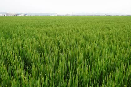 青々とイネが茂る田んぼ
