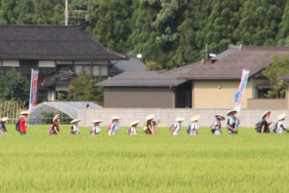 イネが青々と茂る田んぼの道を歩く