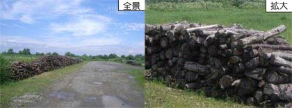  22日に無償提供する大河津分水路の伐採木（発表資料より）