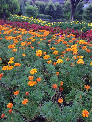 31日夕方の三条市保内公園、色とりどりの花が咲く花壇