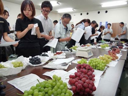 大島園協ぶどう研究会のブドウの試食品評会
