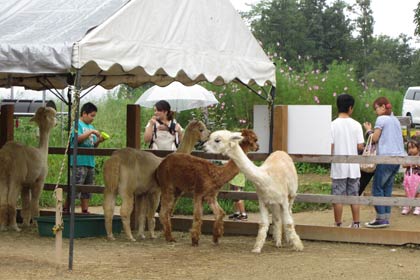 アルパカ牧場