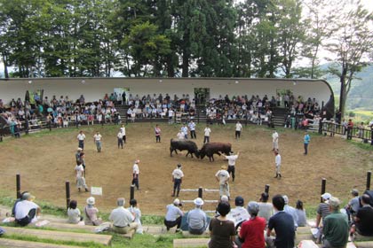燕市と三条市に避難する人を対象に行われた合同交流会「牛の角突き観戦ツアー」