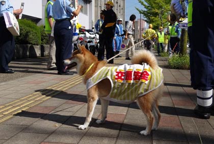 に三条署の交通安全広報犬、シバイヌの「茶豆」ちゃん