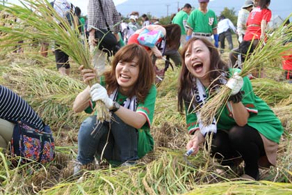 22日行われた首都圏からのバスツアー客を迎えて「スワローズ・ライスファーム」での稲刈り
