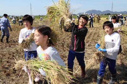 28日行われた燕市景観作物推進協議会の田んぼアートの稲刈り