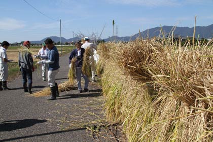 刈り取ったイネは用水路のフェンスで天日干しに