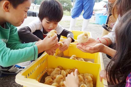 昨年のふれあい開放デーでひよことのふれあいのようす