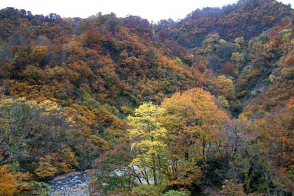 2008年、吉ヶ平への道中の紅葉