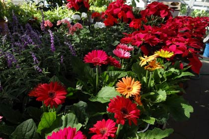 抽選でプレゼントするポインセチアやシャコバサボテンの花鉢