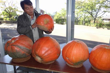 大カボチャ