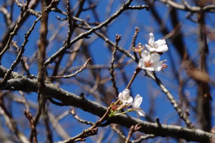 数輪の花をつけた保内駅前のサクラ