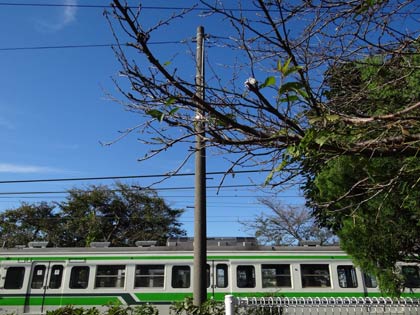 数輪の花をつけた保内駅前のサクラ