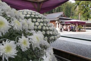 1日から24日まで恒例の弥彦菊まつり、約4,000鉢にのぼる菊花が香り、3、4日は神社通りをホコテンにしてイベント