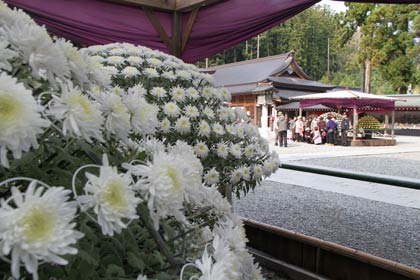弥彦神社で開かれている弥彦菊まつり「第53回新潟県菊花展覧会」