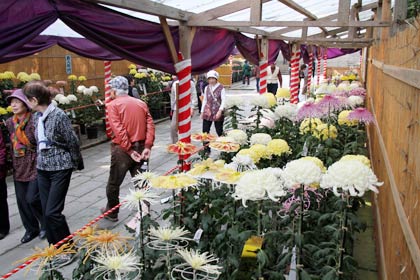 参道もずらりと並んだ菊花が彩る
