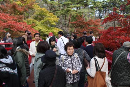 弥彦公園・もみじ谷の観月橋の上は大混雑