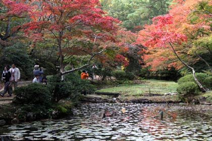 もみじ谷に紅葉、ピークはもう少し先か