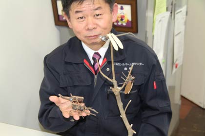 剪定廃材でいろんな昆虫が作れる