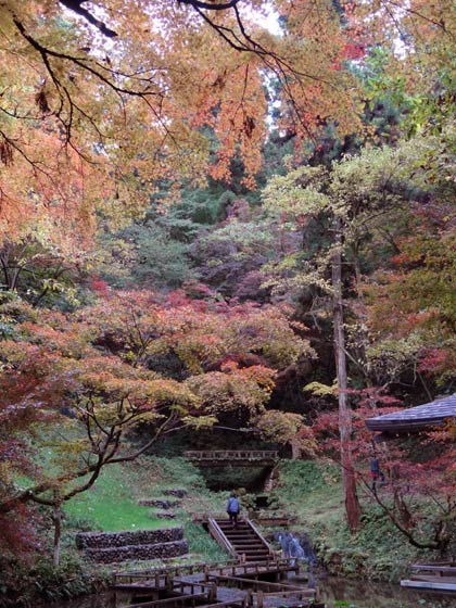 晴れ間が広がった14日の加茂山公園は紅葉が一段と色鮮やかに映えた