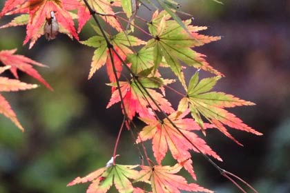  緑から赤へと変わる葉