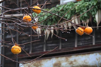  18日、三条市上須頃地内で雨にぬれるカキの実とその向こうにダイコン干し