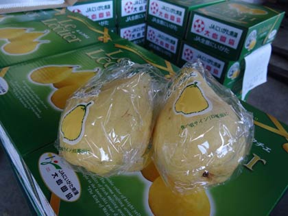 24日、三条市・大島選果場に地元大島地区の生産農家が搬入したル レクチエ