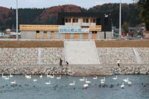 三条市市森町地内のハクチョウの飛来地のすぐそばに建設された「白鳥の郷公苑」で12月1日にオープニングイベントが行われる