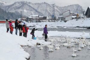 大みそかの31日、三条市森町地内のハクチョウの飛来地