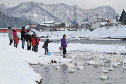 大みそかの31日、三条市森町地内のハクチョウの飛来地