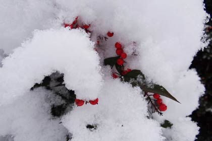 ふんわりした雪が木々を覆う