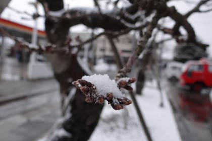 三条市厚生福祉会館駐車場のサクラの花芽に積もる雪