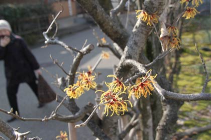 三条市中央公民館の駐車場の植え込みで満開のマンサク