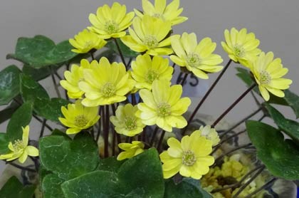 黄の花を咲かせるユキワリソウ