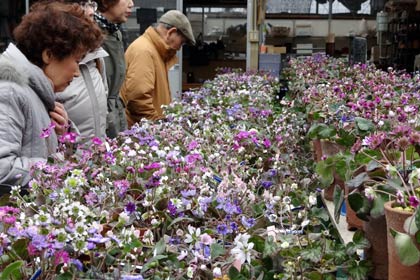  8、9の2日間、園芸ヌグリーで開かれている三条雪割草寿会の第15回雪割草展