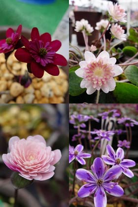 展示されいてるユキワリソウのかれんな花