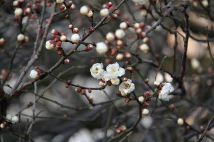 2011年3月10日の白梅は咲き始めから一分咲き
